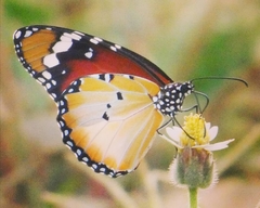 Danaus chrysippus