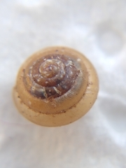Euconulus fulvus