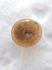 Euconulus fulvus