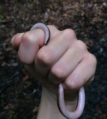 Carphophis amoenus amoenus