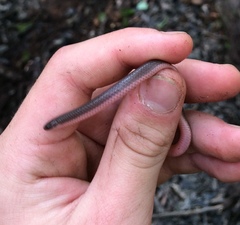 Carphophis amoenus amoenus