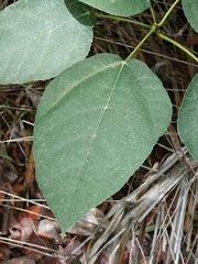 Ficus grossularioides