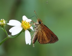 Euphyes dukesi calhouni