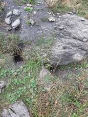 Marmota marmota