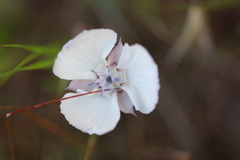 Calochortus umbellatus