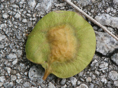 Pterocarpus dalbergioides