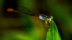 Ceriagrion cerinorubellum