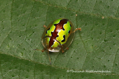 Chiridopsis marginata