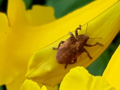 Gonipterus platensis