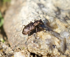 Elaphrus cupreus