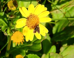 Prochoreutis myllerana