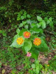 Lantana × strigocamara