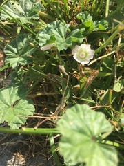 Malvella leprosa
