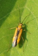 Orthotylus submarginatus