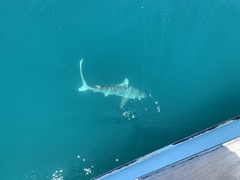 Carcharhinus limbatus