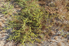 Centromadia pungens laevis