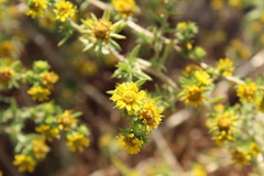 Centromadia pungens laevis