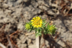 Centromadia pungens laevis