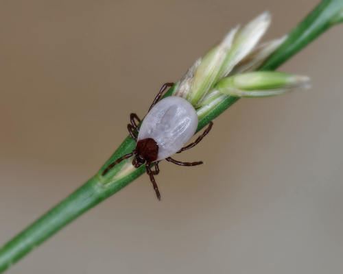 Hedgehog Tick (Ixodes hexagonus) · iNaturalist