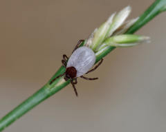 Ixodes hexagonus