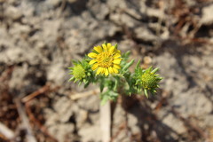 Centromadia pungens laevis