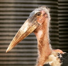 Leptoptilos crumenifer