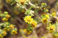 Centromadia pungens laevis