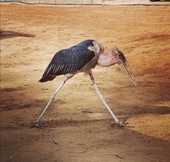 Leptoptilos crumenifer