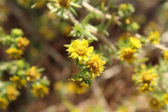 Centromadia pungens laevis