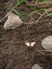 Antigonus emorsa