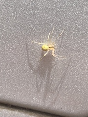 Theridiidae