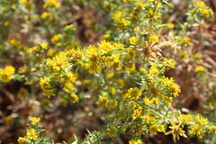 Centromadia pungens laevis