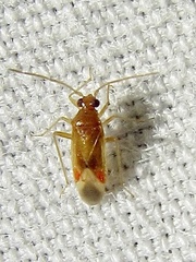 Ceratocapsus apicalis