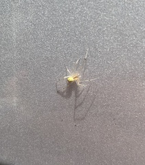 Theridiidae