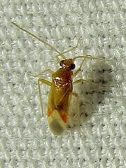 Ceratocapsus apicalis