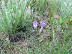 Astragalus skvortsovii