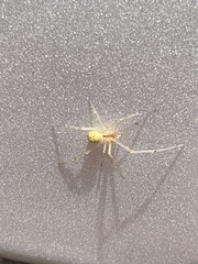 Theridiidae