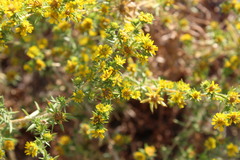 Centromadia pungens laevis