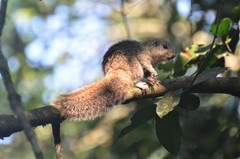 Heliosciurus mutabilis