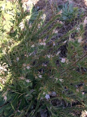 Echium italicum
