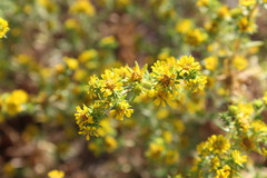 Centromadia pungens laevis