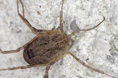 Odiellus spinosus