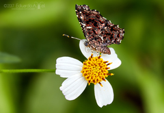 Calydna sturnula