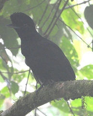 Cephalopterus penduliger