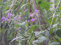 Mirabilis viscosa