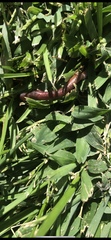 Oligochaeta