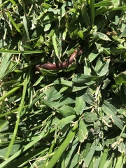 Oligochaeta