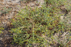 Centromadia pungens laevis