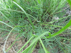 Astragalus skvortsovii