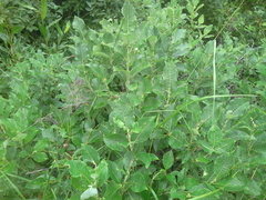 Salix lanata